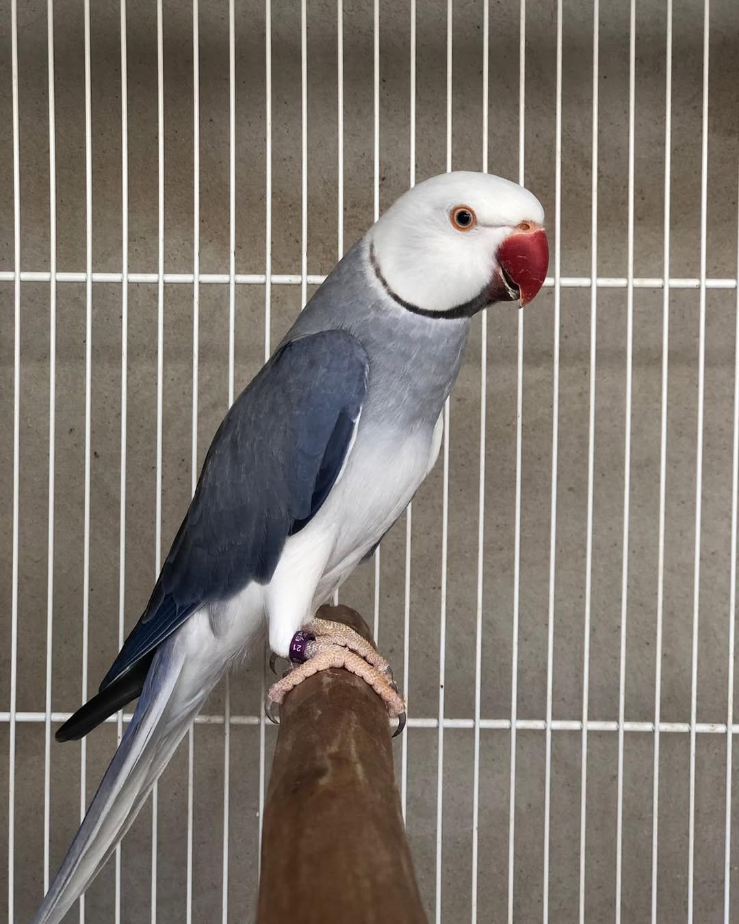 alexandrine parakeet