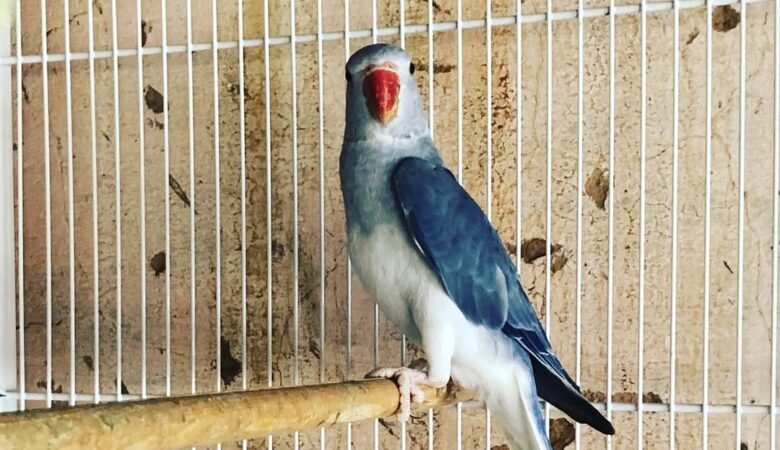 Indian Ringnecks for sale in Germany