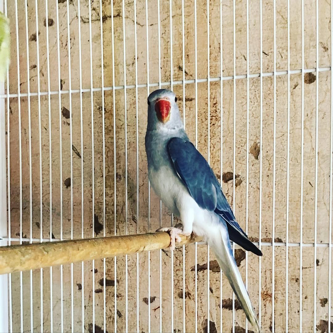 yellow parakeet