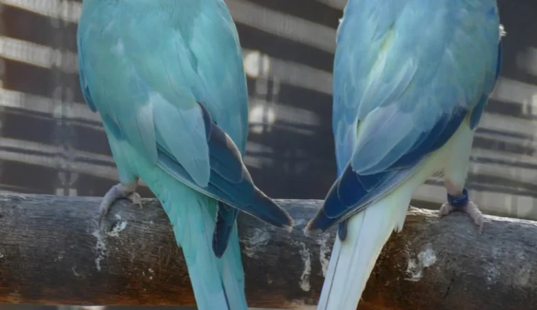 carolina parakeet