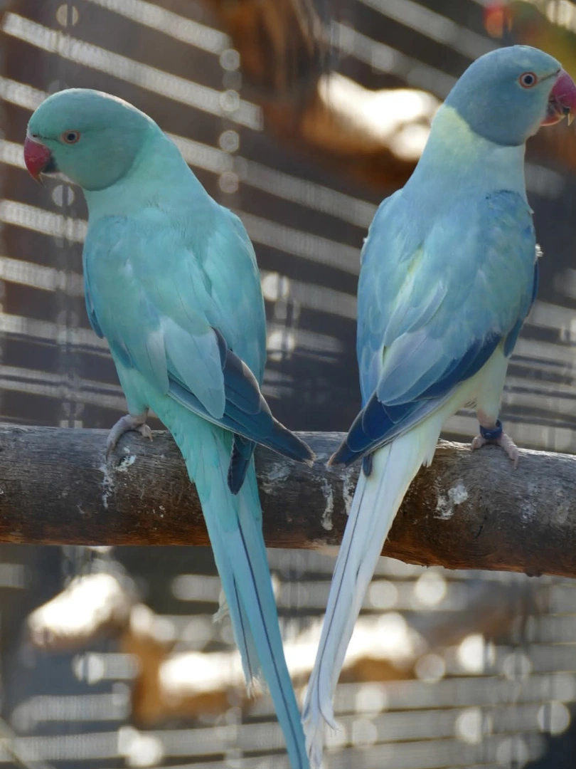 carolina parakeet