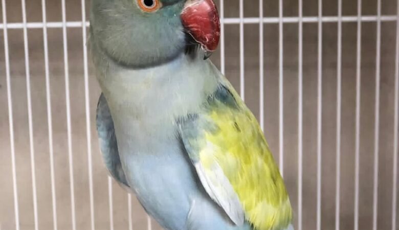 ringneck parakeet