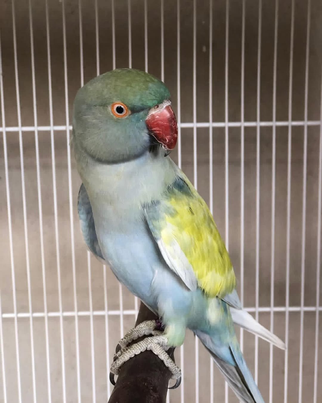 ringneck parakeet