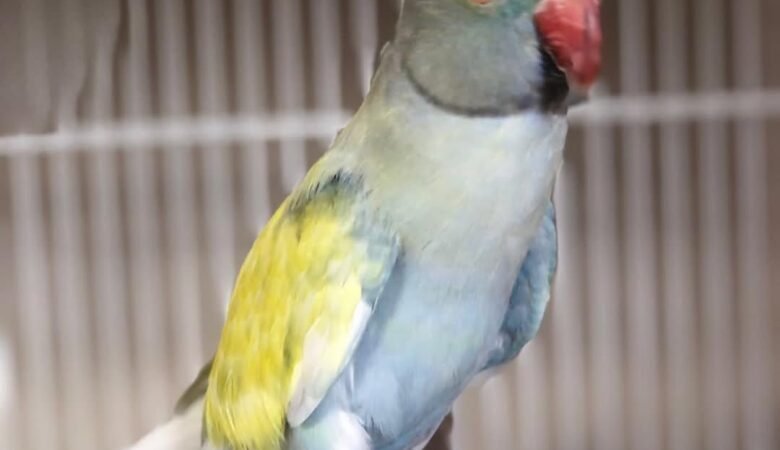 parakeet uk