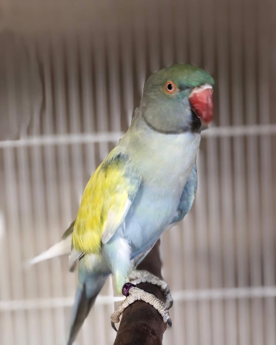 parakeet uk