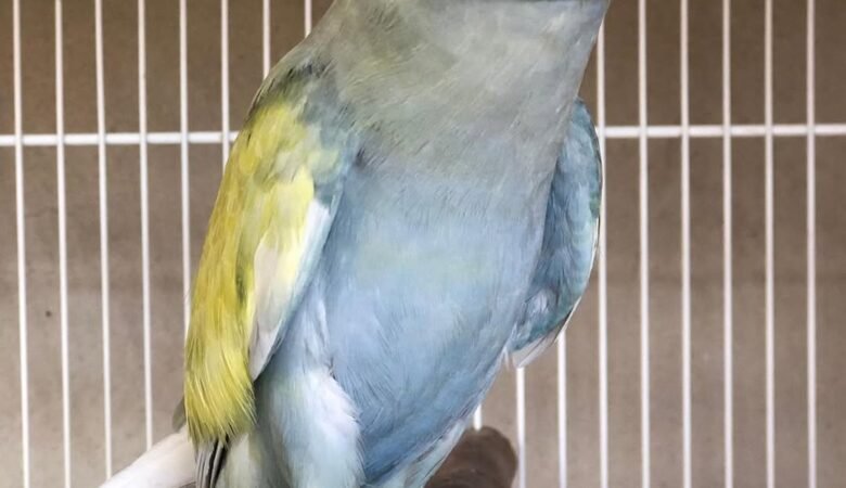 parakeet meaning