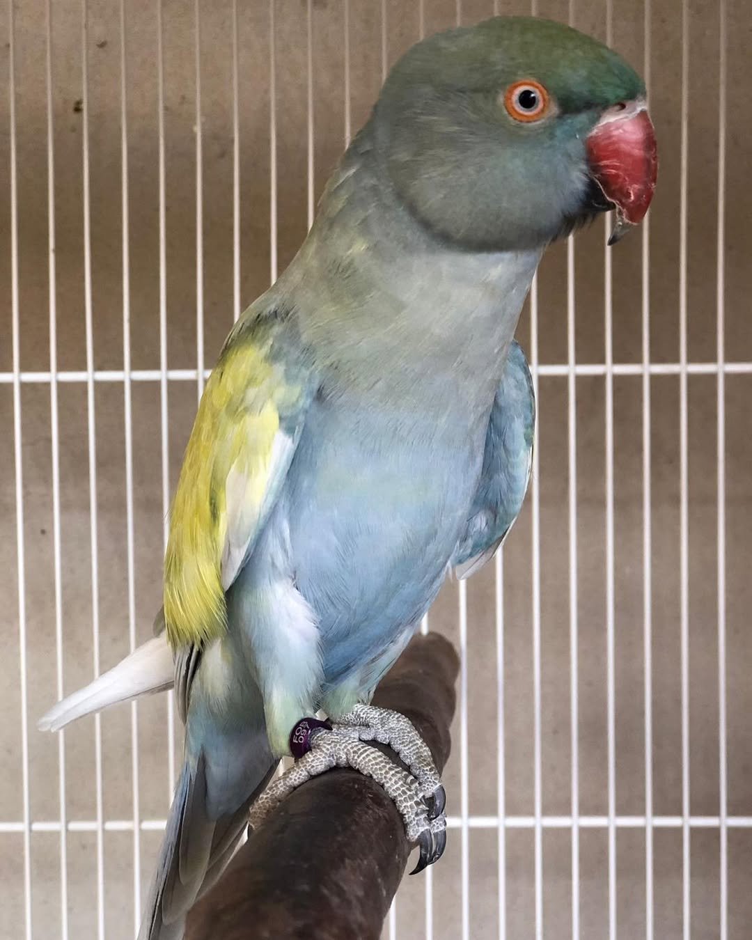 parakeet meaning