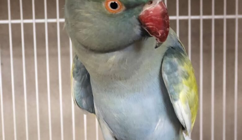 indian parakeet