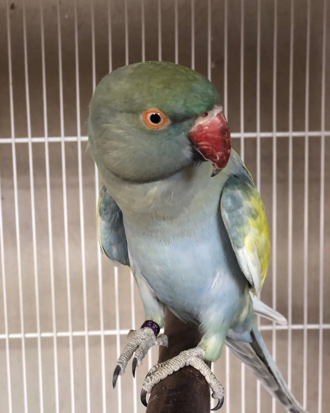indian parakeet