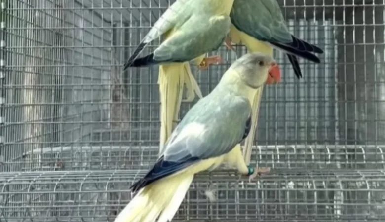 white parakeet