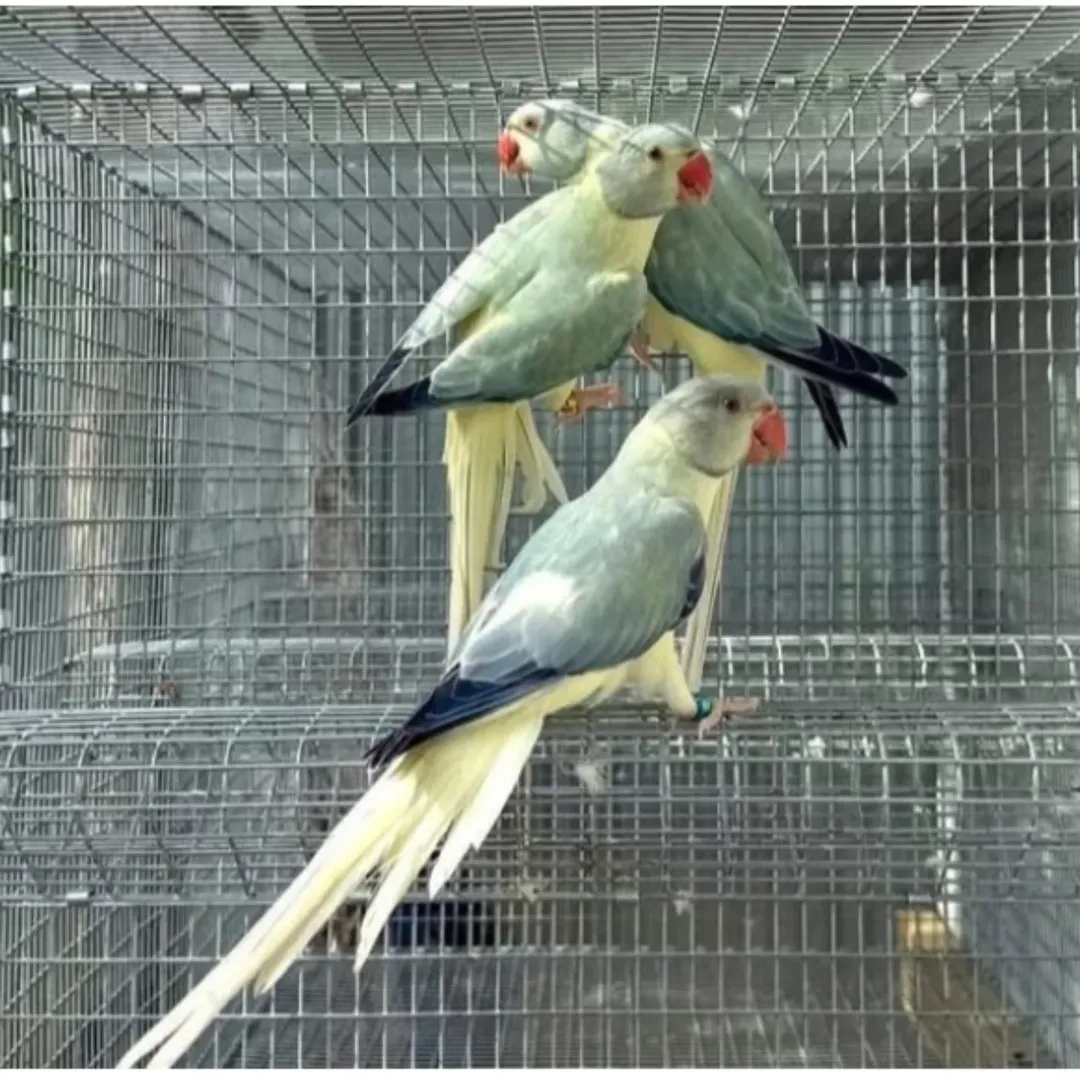 white parakeet
