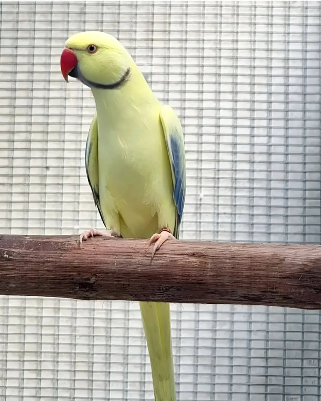 parakeet communities