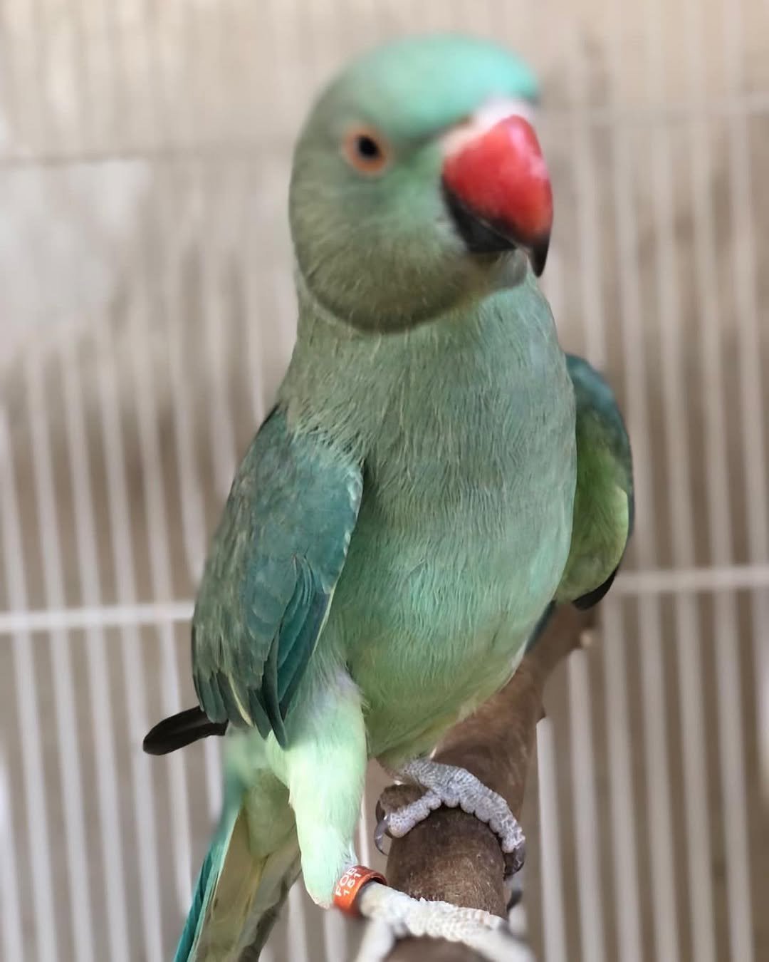 moustache parakeet