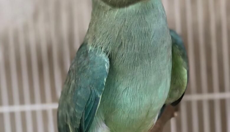 Indian Ringnecks for sale in United Arab Emirates
