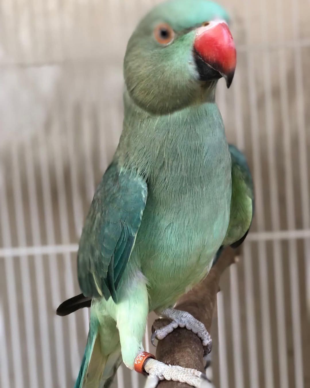 parakeet sounds