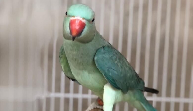 parakeet london