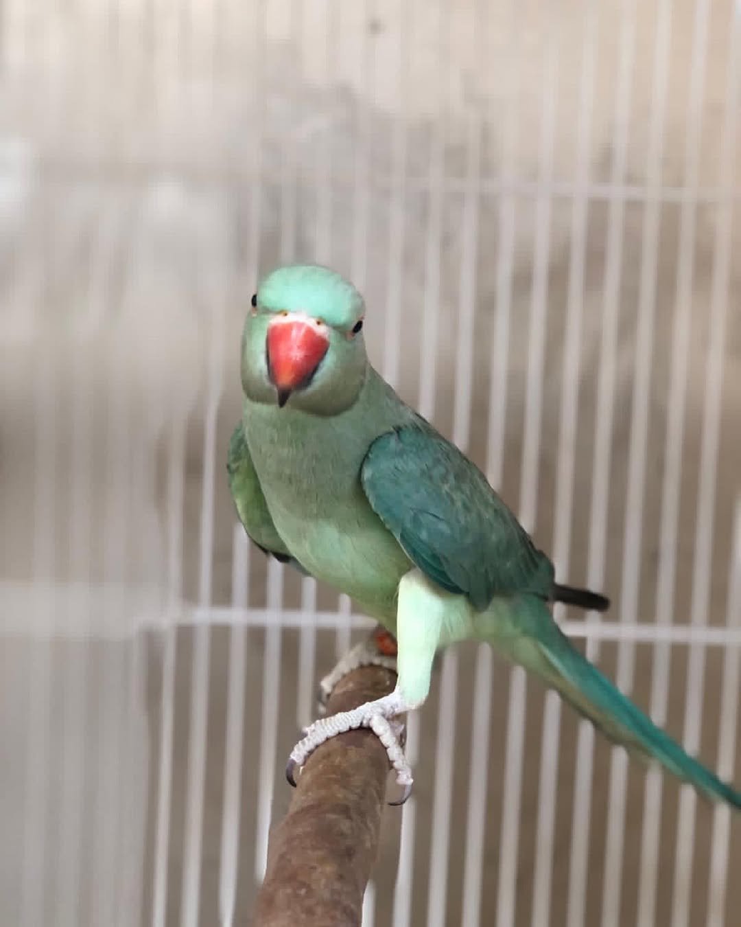 parakeet london