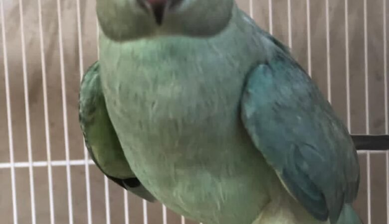 rose-ringed parakeet