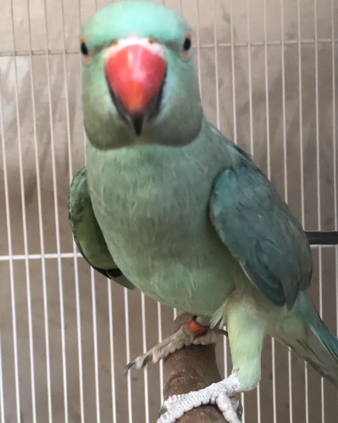 rose-ringed parakeet
