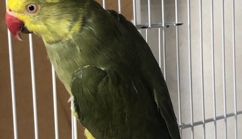 parakeet australia