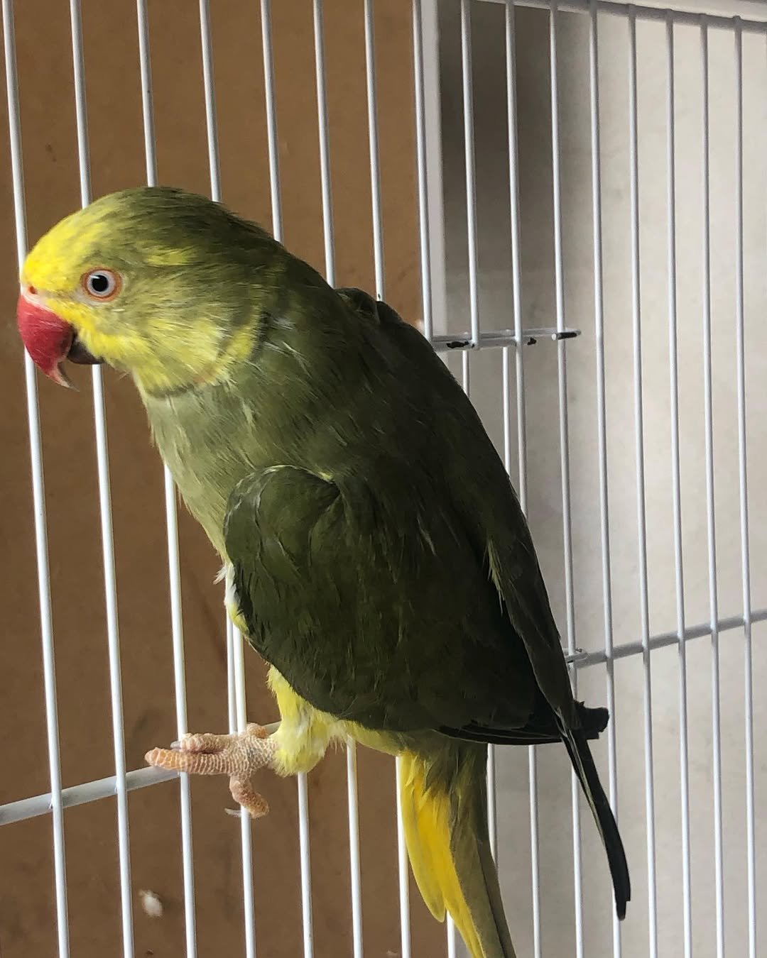 parakeet australia