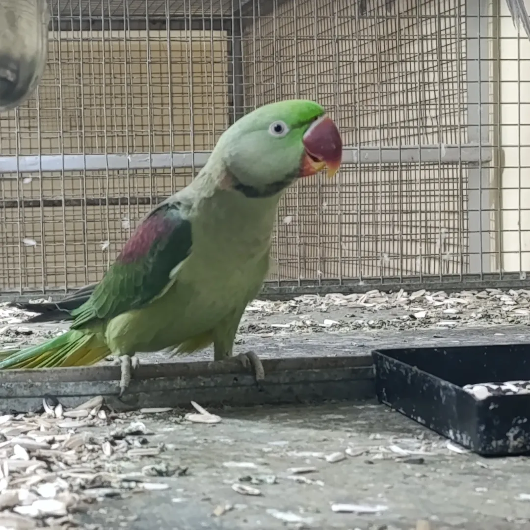 plum-headed parakeet