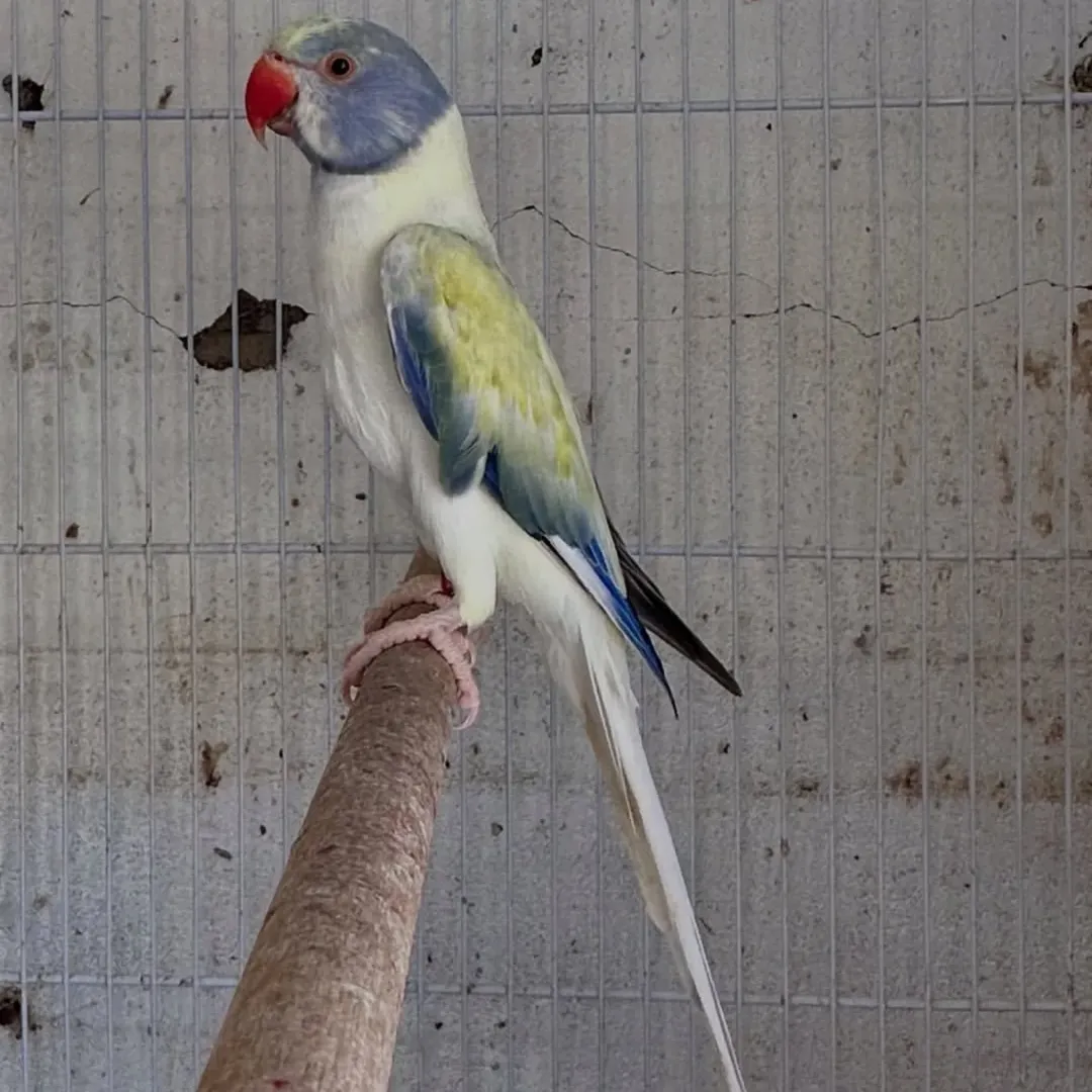 how long do parakeets live