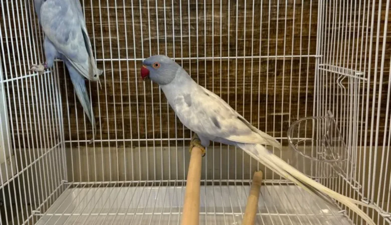 Indian Ringnecks for sale in Pennsylvania