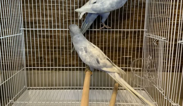 Indian Ringnecks for sale in Rhode Island