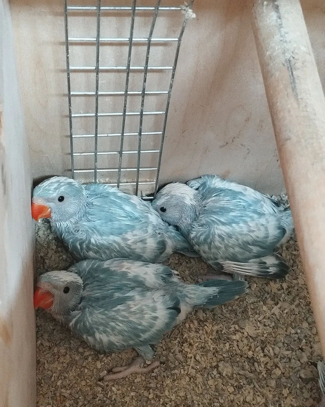 parakeet lifespan