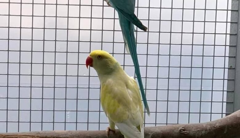 parakeet bird