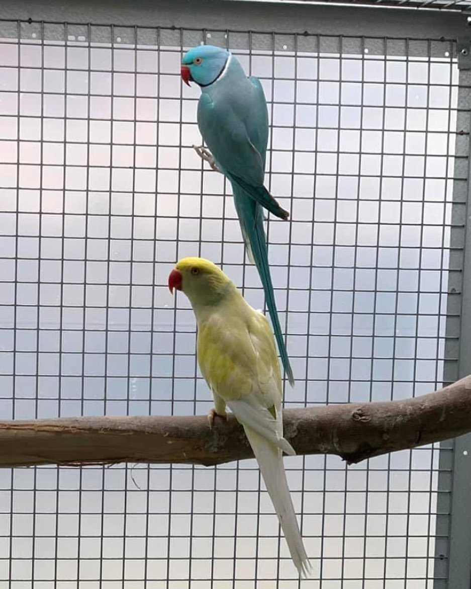 parakeet bird
