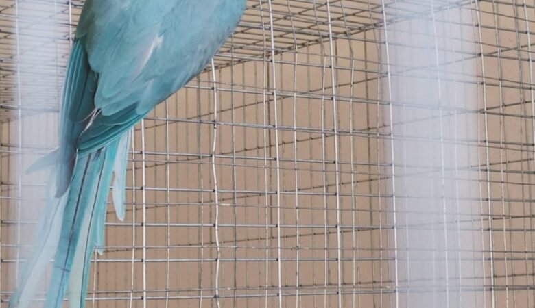 monk parakeet
