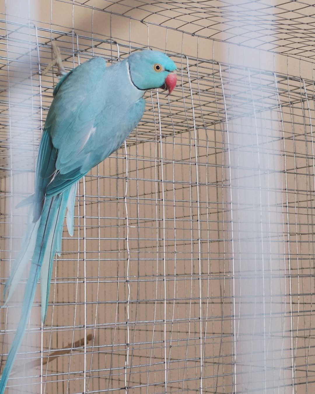 monk parakeet