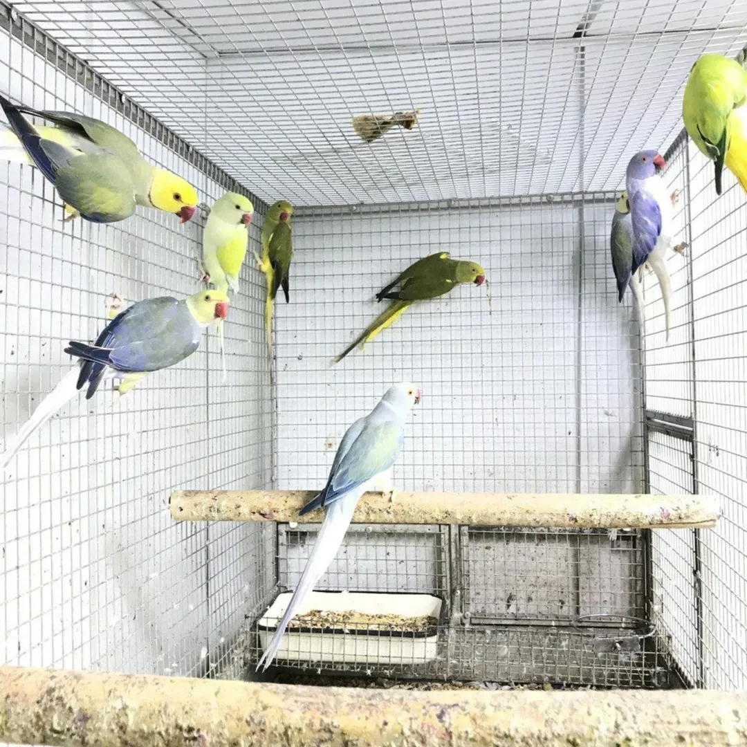 budgie parakeet
