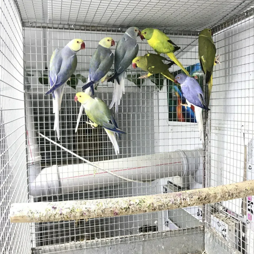 parakeet near me