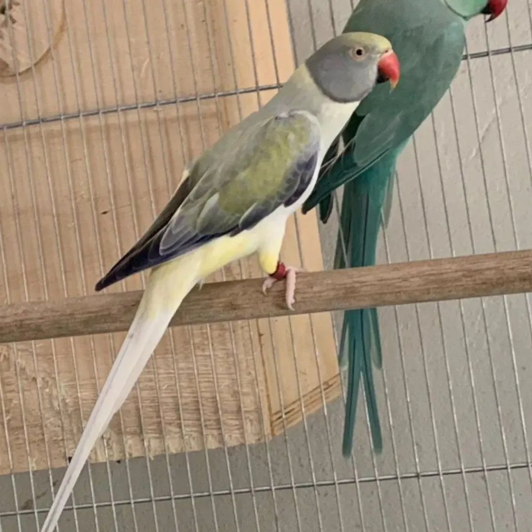 parakeet price