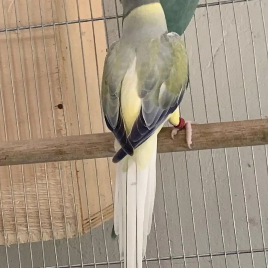 green parakeet
