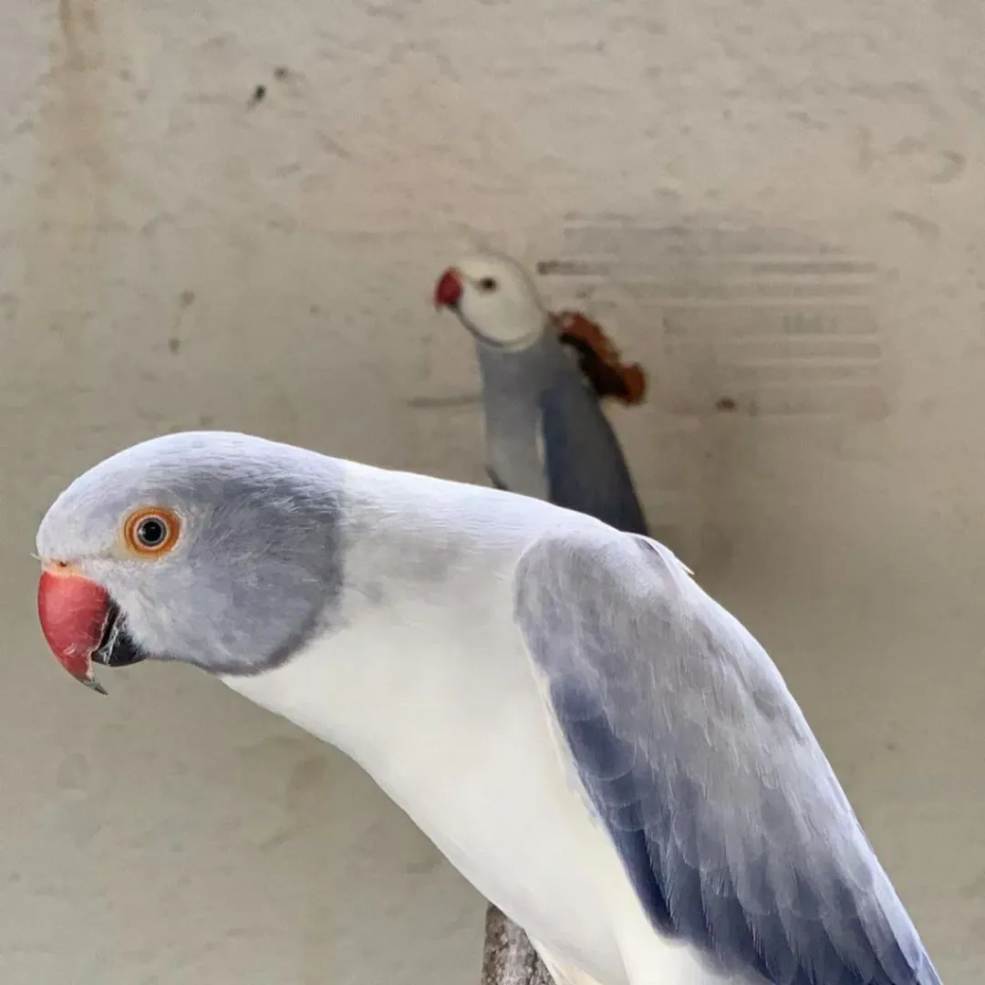 parakeet cage