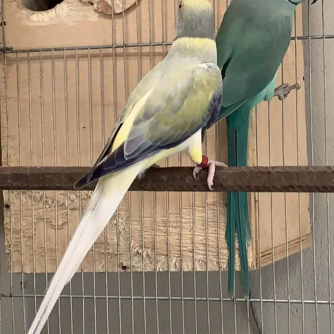parakeet food
