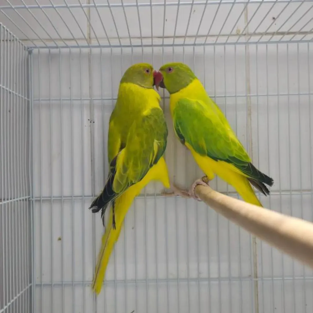 blue parakeet