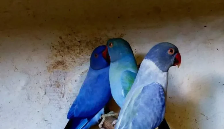PARAKEETS FOR SALE IN Moody, AL
