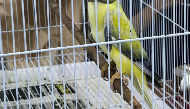 PARAKEETS FOR SALE IN Hartselle, AL